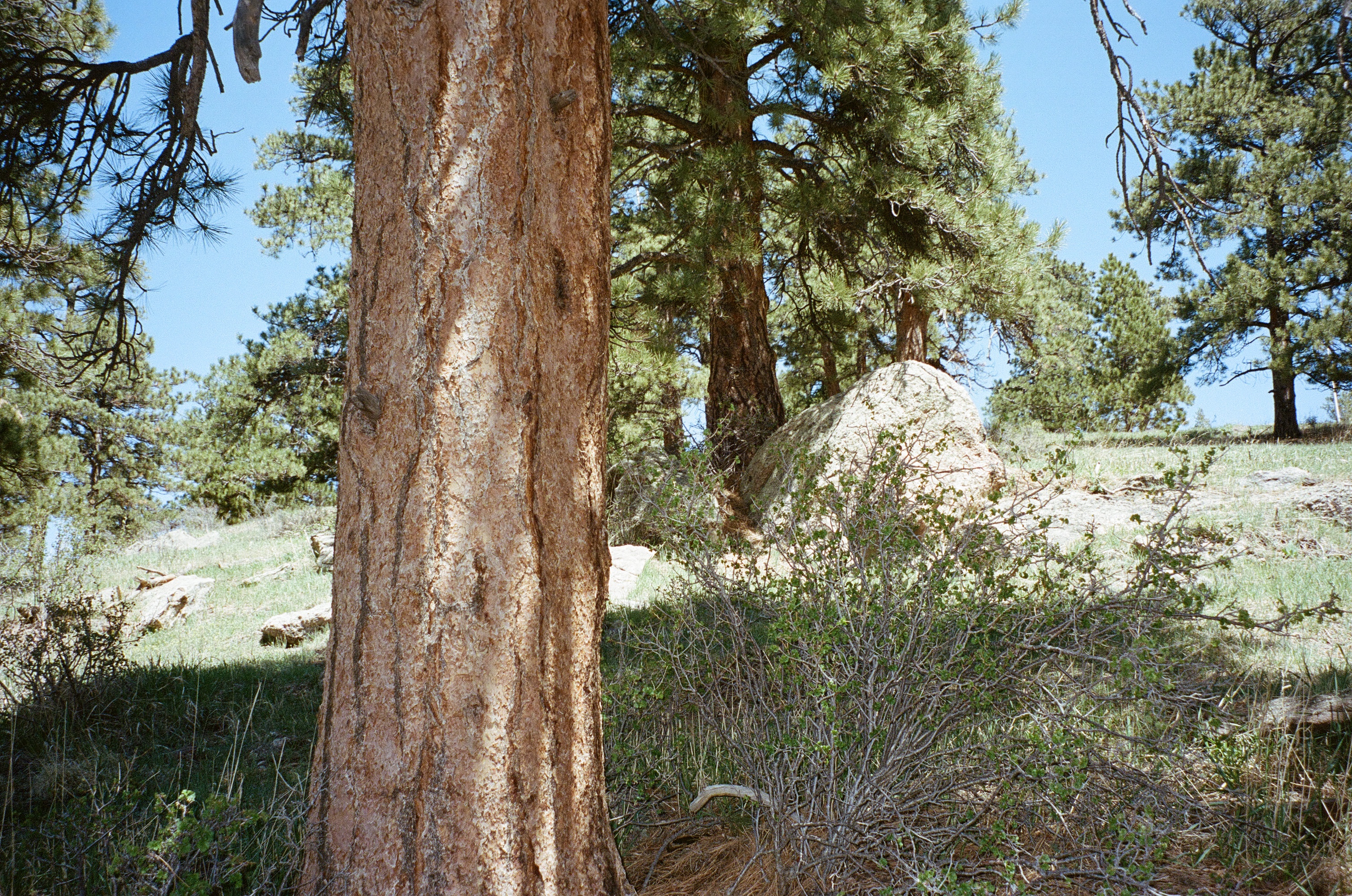 tree